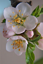 Load image into Gallery viewer, Gleznošanas kursi Valmierā, gleznošanas kursi, privātās glezniecības nodarbības, gleznošana, gleznošanas nodarbības pieaugušajiem, gleznošanas nodarbības, radošie kursi pieaugušajiem, gleznošanas meistarklase, privātstundas glezniecībā, mācīties gleznot, gleznošanas nodarbības individuāli